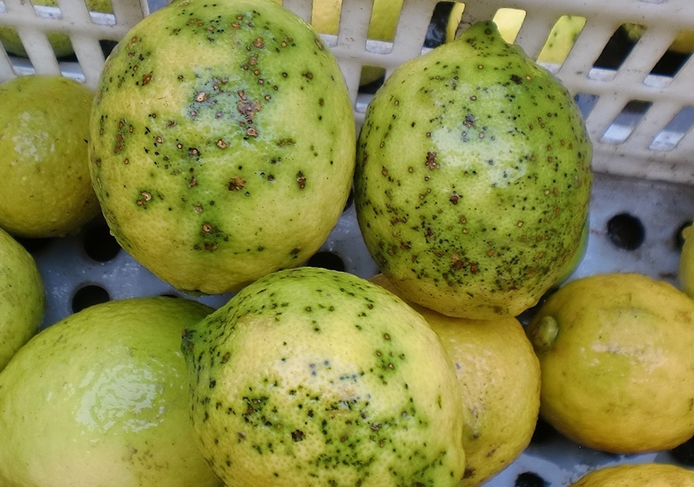 Ava-Asaja denuncia que los cítricos sudafricanos ya acumulan este año 13 detecciones de mancha negra