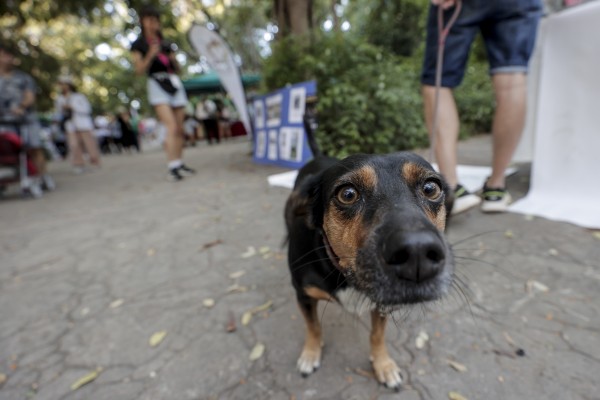 San Vicente resuelve su asignatura pendiente con los animales: licita el albergue por un millón