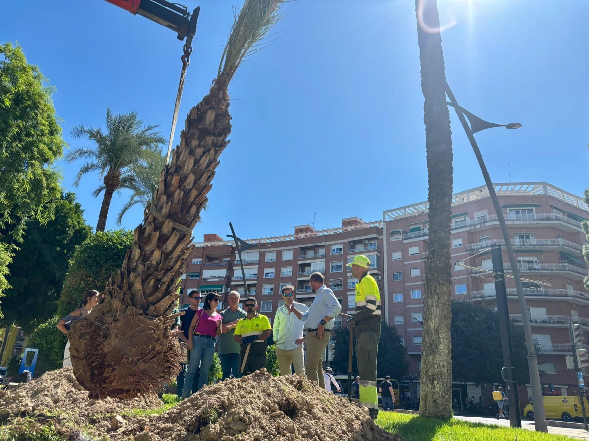 Murcia repone 54 palmeras datileras para sustituir a las afectadas por plagas como el picudo rojo