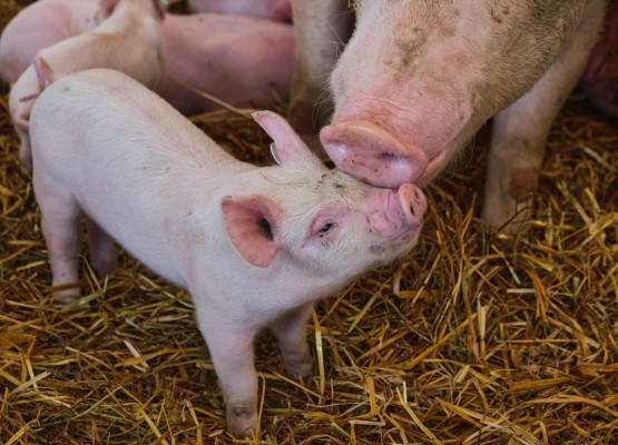 La Unió afirma que los aranceles de China preocupan al sector porcino valenciano