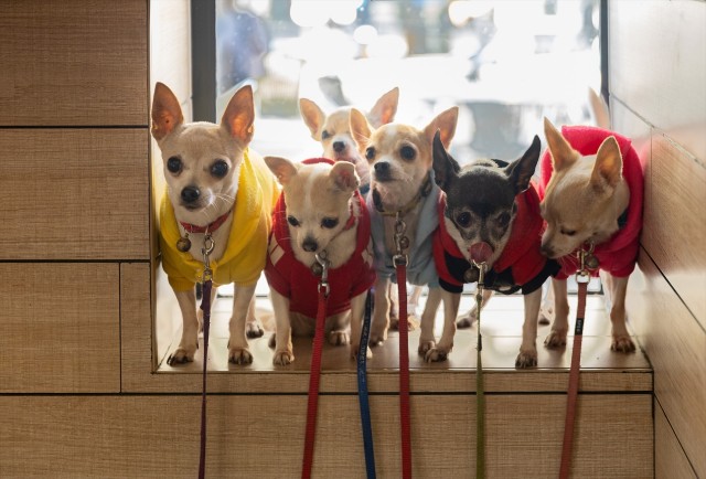 Prohibida la venta de perros, gatos y hurones en tiendas desde este domingo
