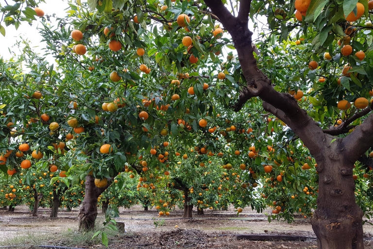 Descubren un enemigo natural frente a la enfermedad más destructiva de los cítricos