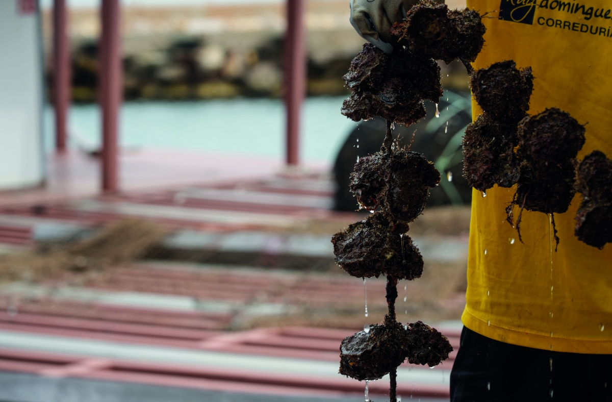 Las primeras ostras de València nacieron en una noche de gin-tonics