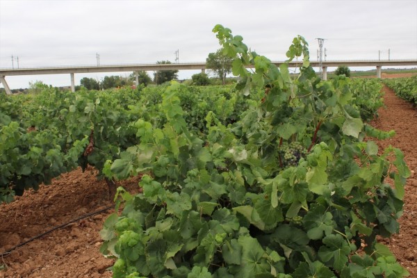 La Unió pide conocer los costes de producción de la uva de vino ante la bajada de precios