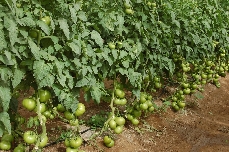Fruit Attraction 2025 destaca el valor del tomate, la hortaliza más consumida del mundo