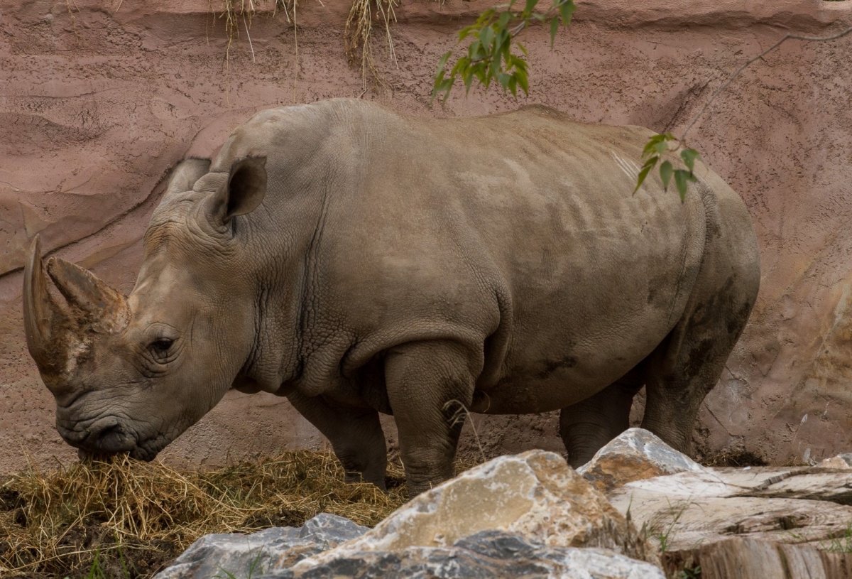 Chiqui, uno de los dos rinocerontes blancos de Terra Natura Murcia, cumple 39 años: el animal más longevo del parque que fue rescatado de un circo