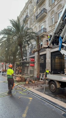 Retiran tres palmeras en la calle de las Barcas por riesgo grave de caída