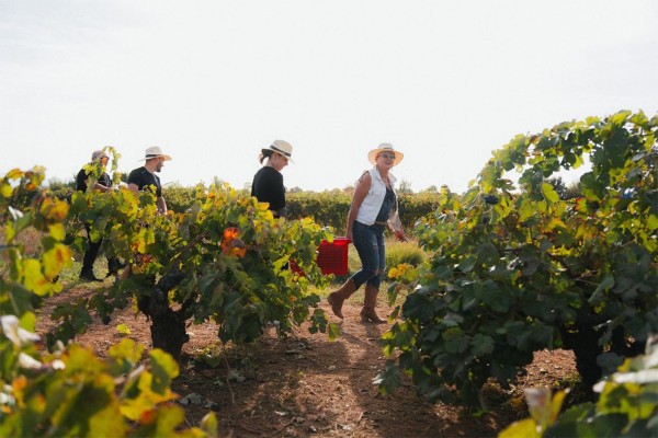 La serie 'Enológica' dedica su nuevo capítulo a los vinos de Castellón