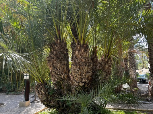 El Huerto del Cura de Elche presenta tres nuevas palmeras multibrazo 