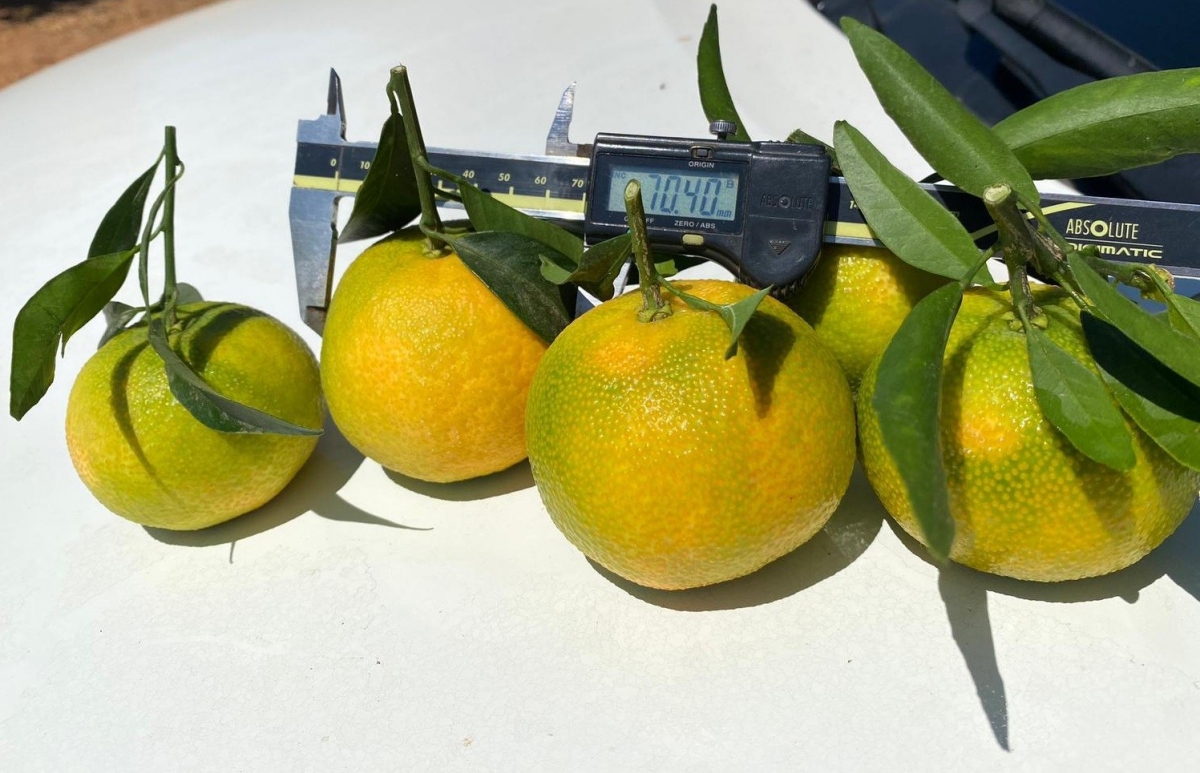 La clementina XLO de Bagu despierta el interés de grandes operadores mundiales 