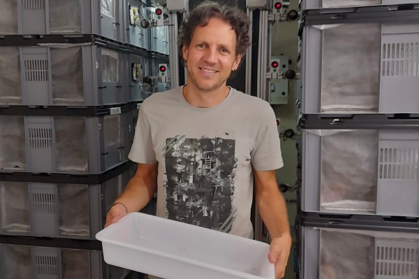Una técnica pionera reduce hasta un 80 por ciento las poblaciones de mosquito tigre en la Comunidad Valenciana