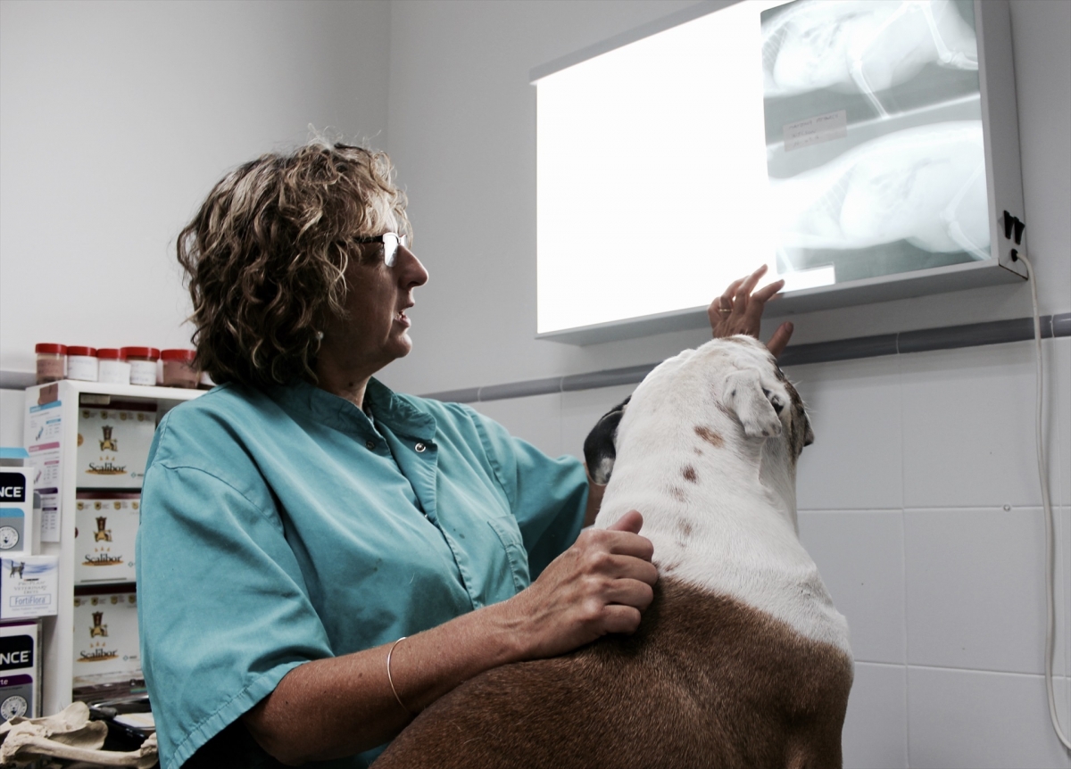 El CVCV reitera que el proyecto de Ontinyent de una tercera facultad de Veterinaria pública 