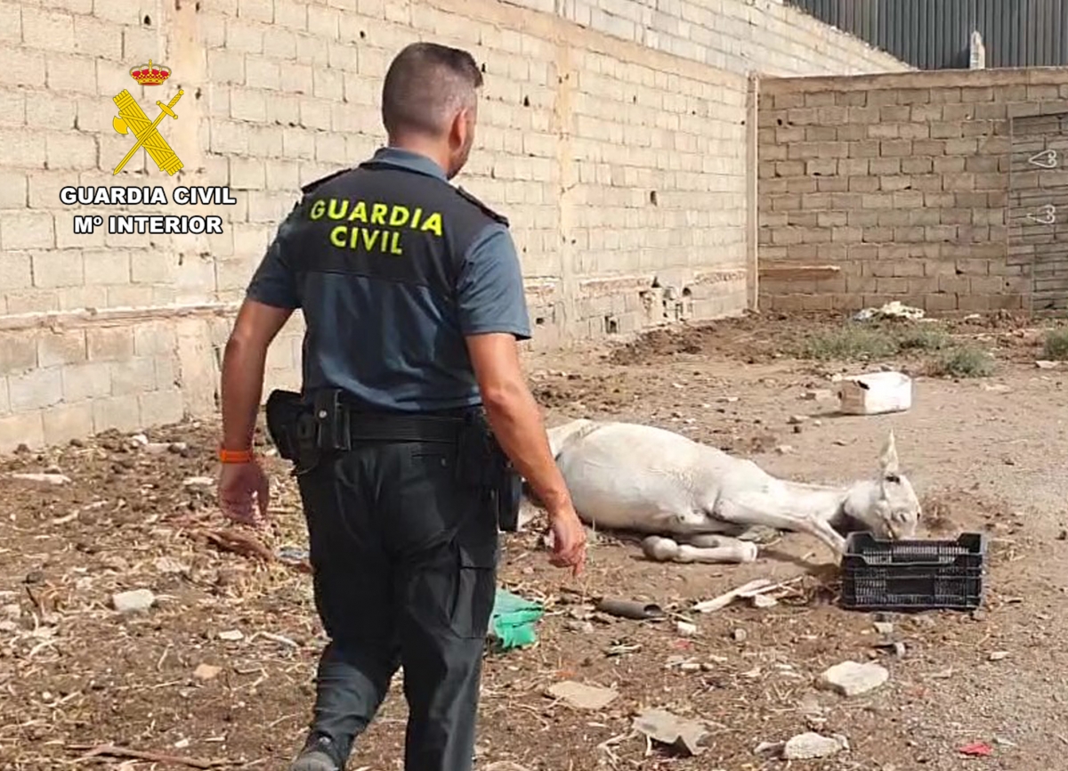La Guardia Civil identifica al responsable del abandono animal de dos mulos en Águilas
