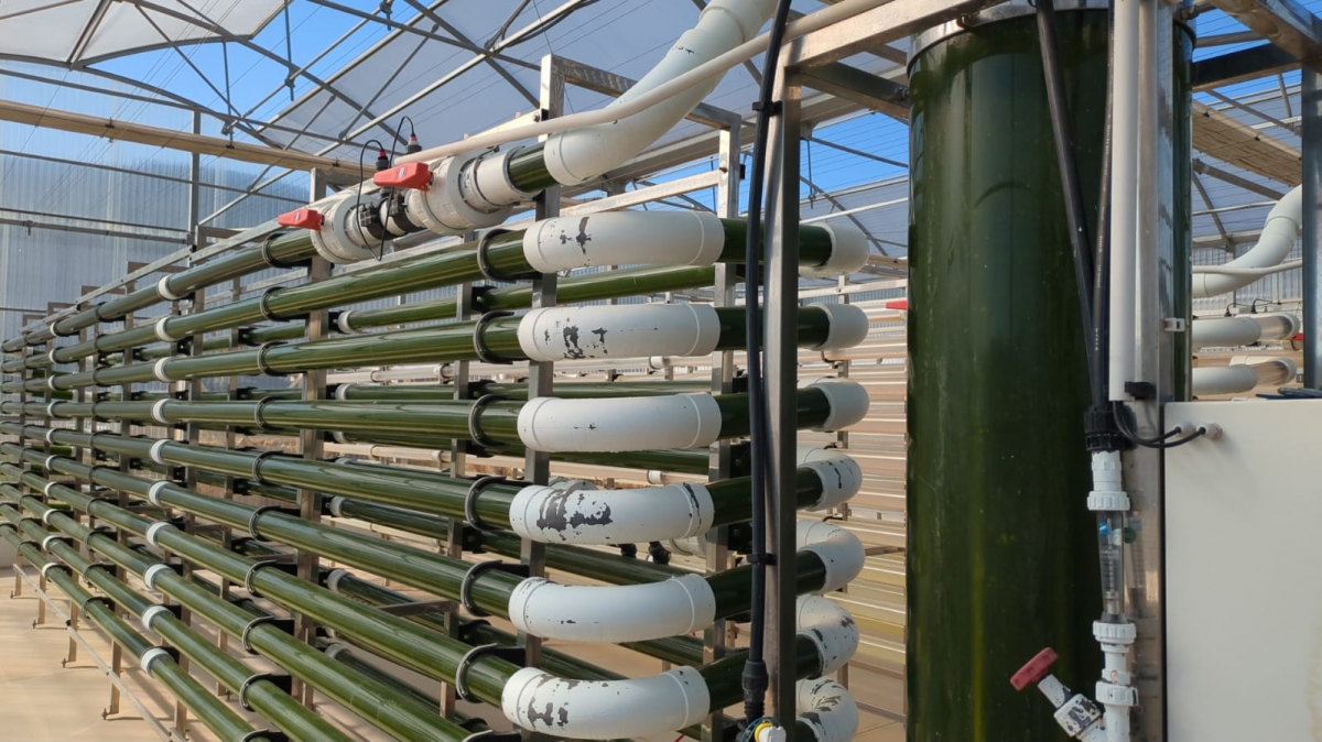 Ivace+i financia el desarrollo de edulcorantes naturales a partir de microalgas liquénicas