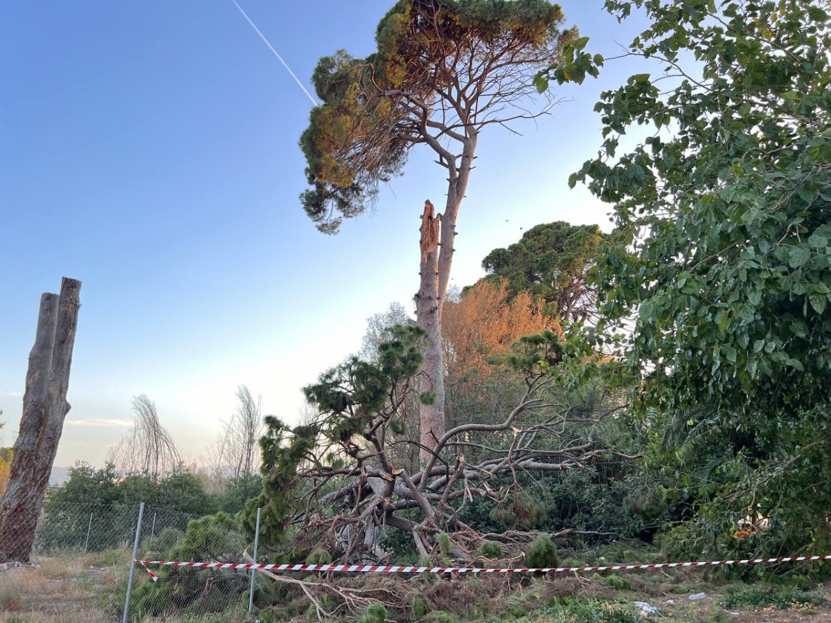 Huermur denuncia al Seprona el desprendimiento de un pino centenario en Churra 