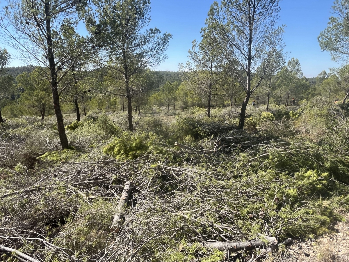 Petrer ejecuta la faja de prevención de incendios en la carretera del Xorret de Catí