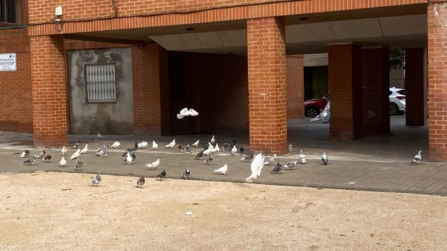 Burriana adjudica el servicio de control de plagas de palomas y refuerza la salubridad urbana