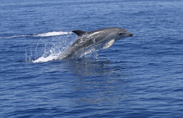 Medio Ambiente registra una presencia continuada de delfines en la costa entre Peñíscola y Alcossebre