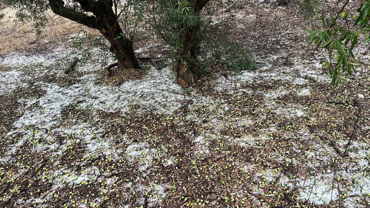 El pedrisco causa 9 millones en daños en olivos, caquis, aguacates y cítricos en la Costera y la Safor