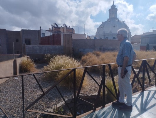 MC denuncia que una planta invasora africana coloniza parques y jardines de Cartagena