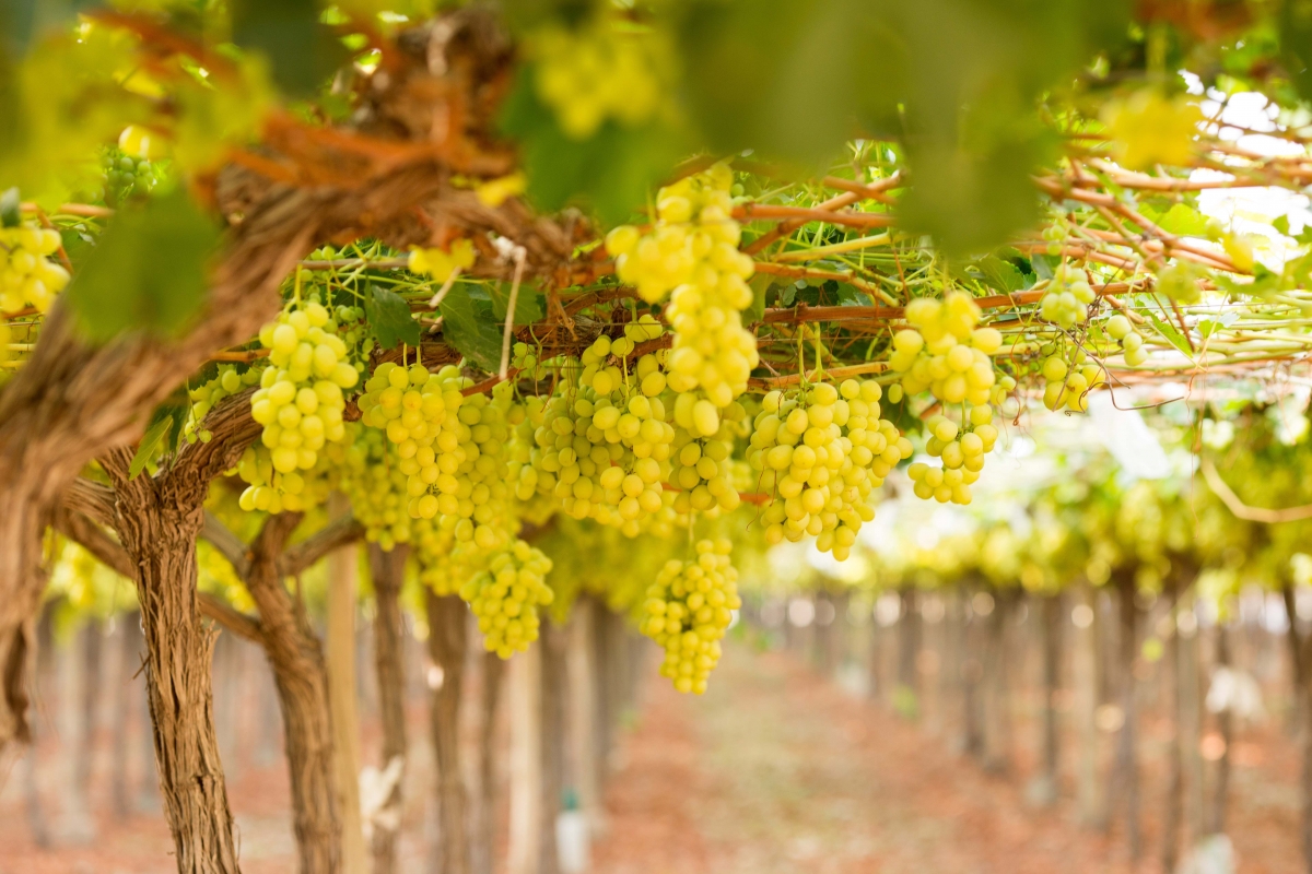 Mercadona prevé comprar 9.000 toneladas de uvas en 2025 a proveedores alicantinos, un 30% más