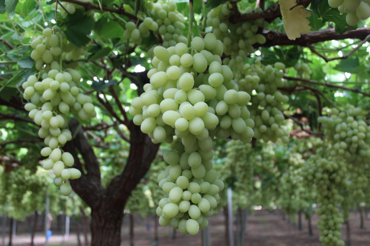 La mitad de las uvas que vende Mercadona provienen de empresas de la Región