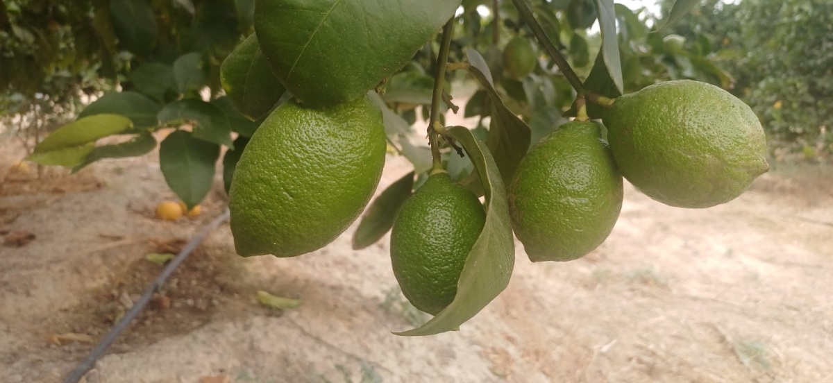 Los cítricos alicantinos pierden un 15,2% de producción respecto a la campaña anterior 