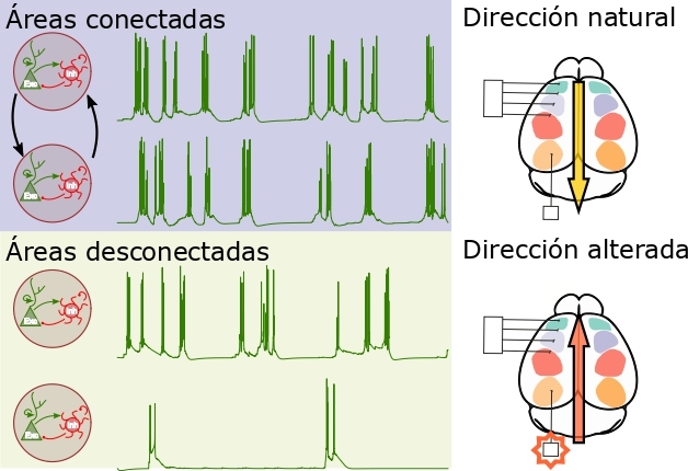 Un estudio del Instituto de Neurociencias CSIC-UMH revela cómo el cerebro organiza y dirige su actividad más lenta