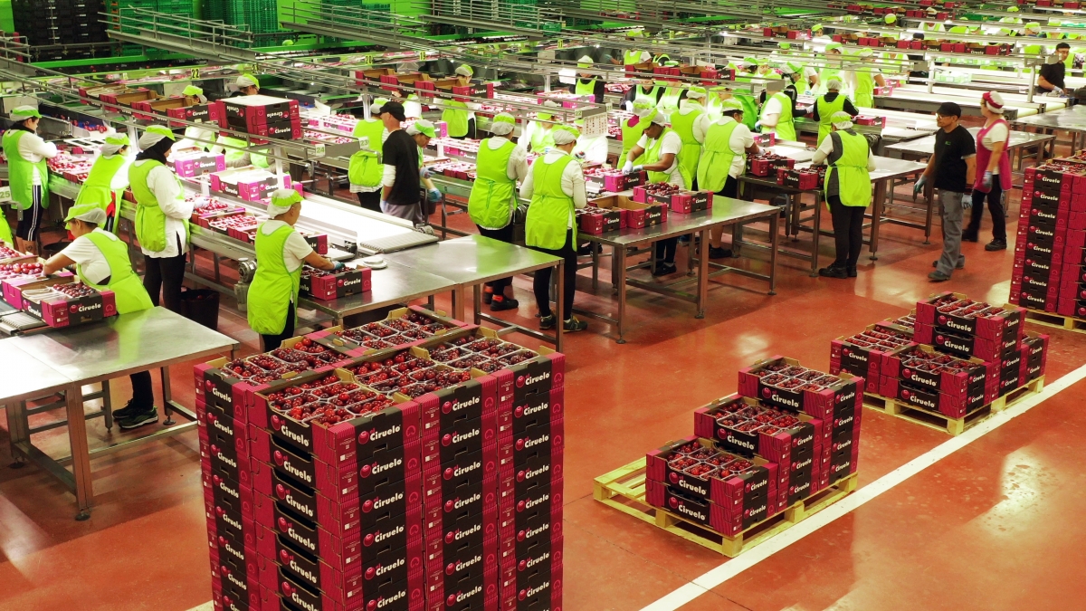 El Ciruelo participará en la Fruit Attraction 2025 