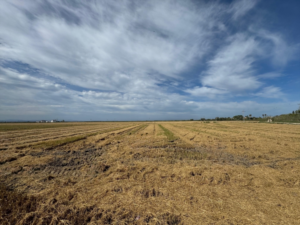 La Generalitat ofrece a explotaciones agrarias la retirada de la paja de arroz como alternativa a la quema