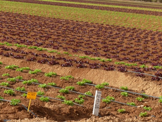 La amenaza del cierre de acuíferos pone en peligro 437 millones de producción agrícola en la Región de Murcia y Alicante