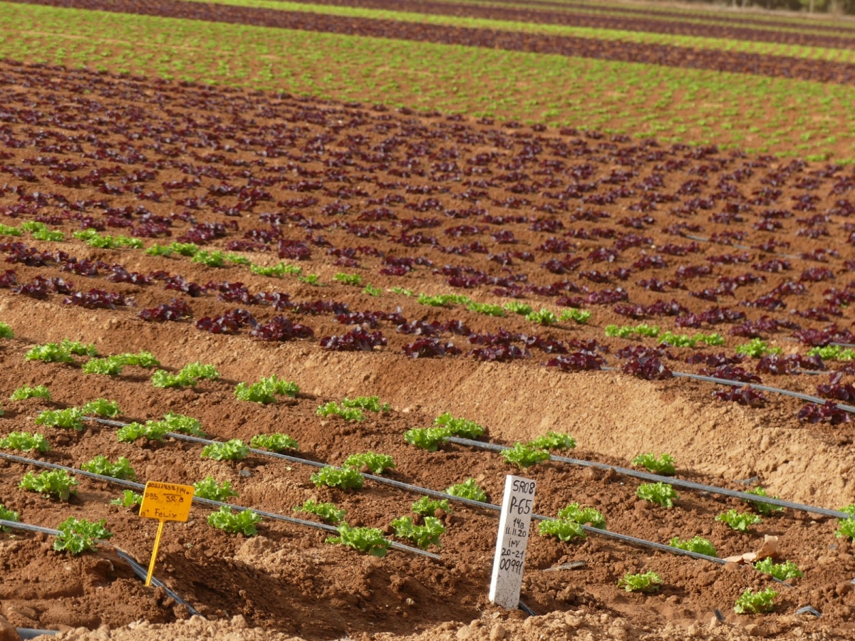 Regadío de la Región de Murcia. - Foto: D. SÁNCHEZ