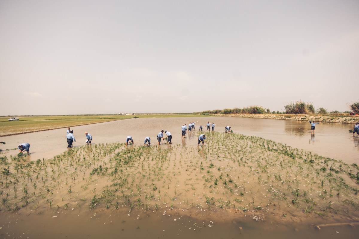 La Albufera resurge y celebra el patrimonio cultural valenciano y la tradición arrocera
