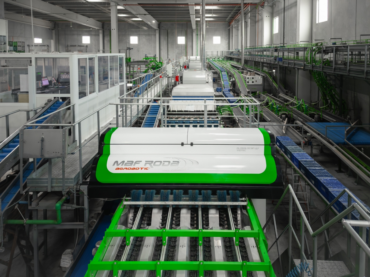 Maf Roda refuerza su liderazgo en tecnología poscosecha con IA y robótica en Fruit Attraction 2025