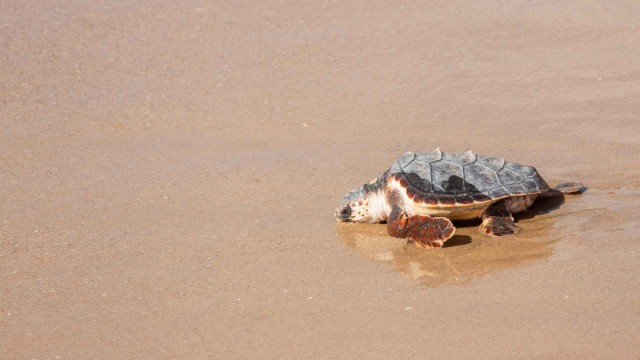 Benidorm devuelve al mar nueve ejemplares de tortuga boba que nacieron hace un año en la playa de Poniente