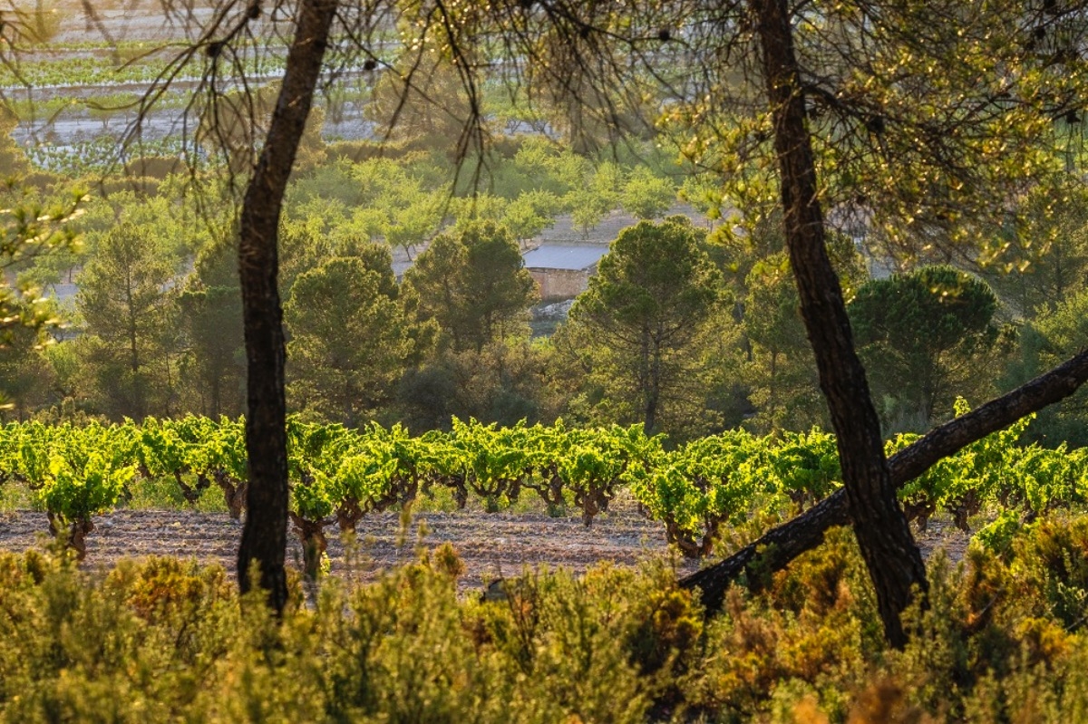 Vinos de Parcela, de Pueblo y de Finca, para agarrarse con fuerza al origen