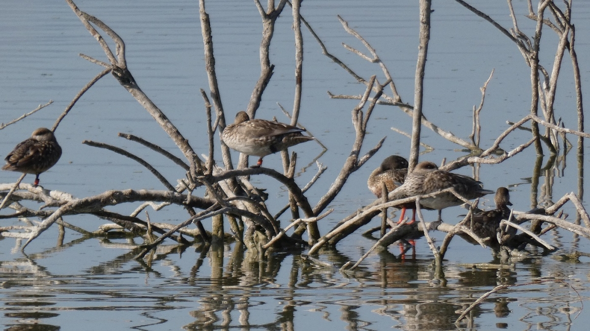 La cerceta pardilla vuelve a criar en la finca de El Espigar de Anse en Crevillent