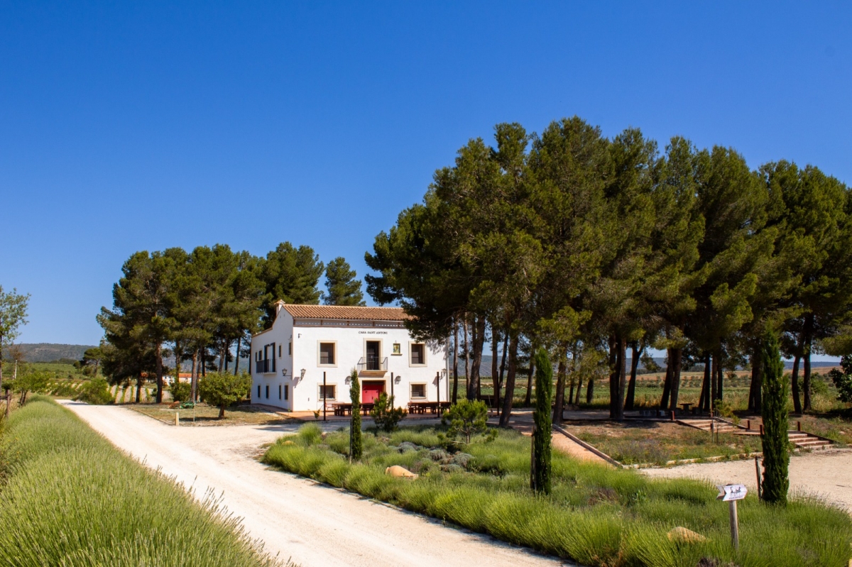 Dominios de Manuel García-Portillo, en Moixent.