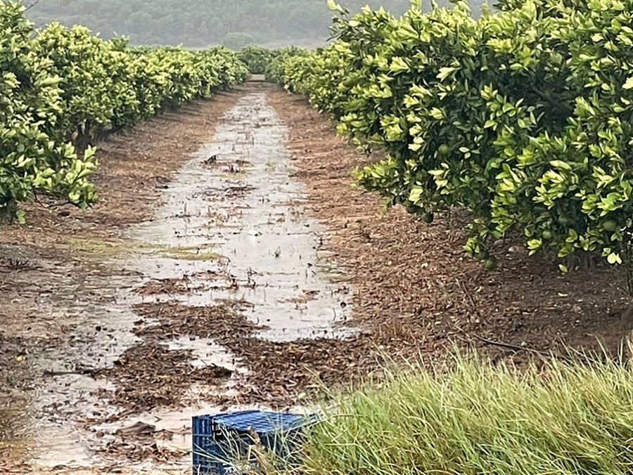 El campo respira tranquilo tras unas lluvias 