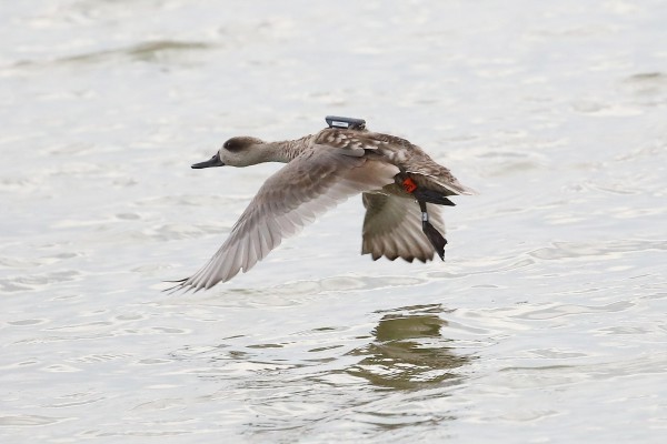 AHSA rechaza la petición de reautorizar la caza nocturna de aves acuáticas en El Hondo y Salinas de Santa Pola