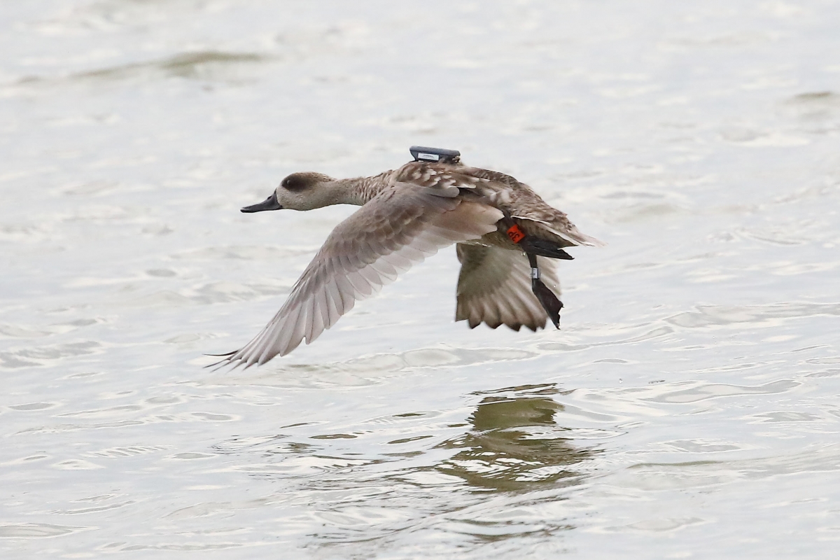 AHSA rechaza la petición de reautorizar la caza nocturna de aves acuáticas en El Hondo y Salinas de Santa Pola
