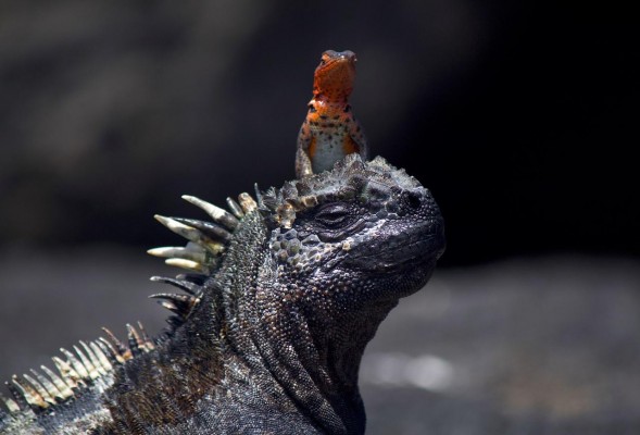 Gaias Europa
 acoge una exposición fotográfica sobre la biodiversidad de las Islas Galápagos 
