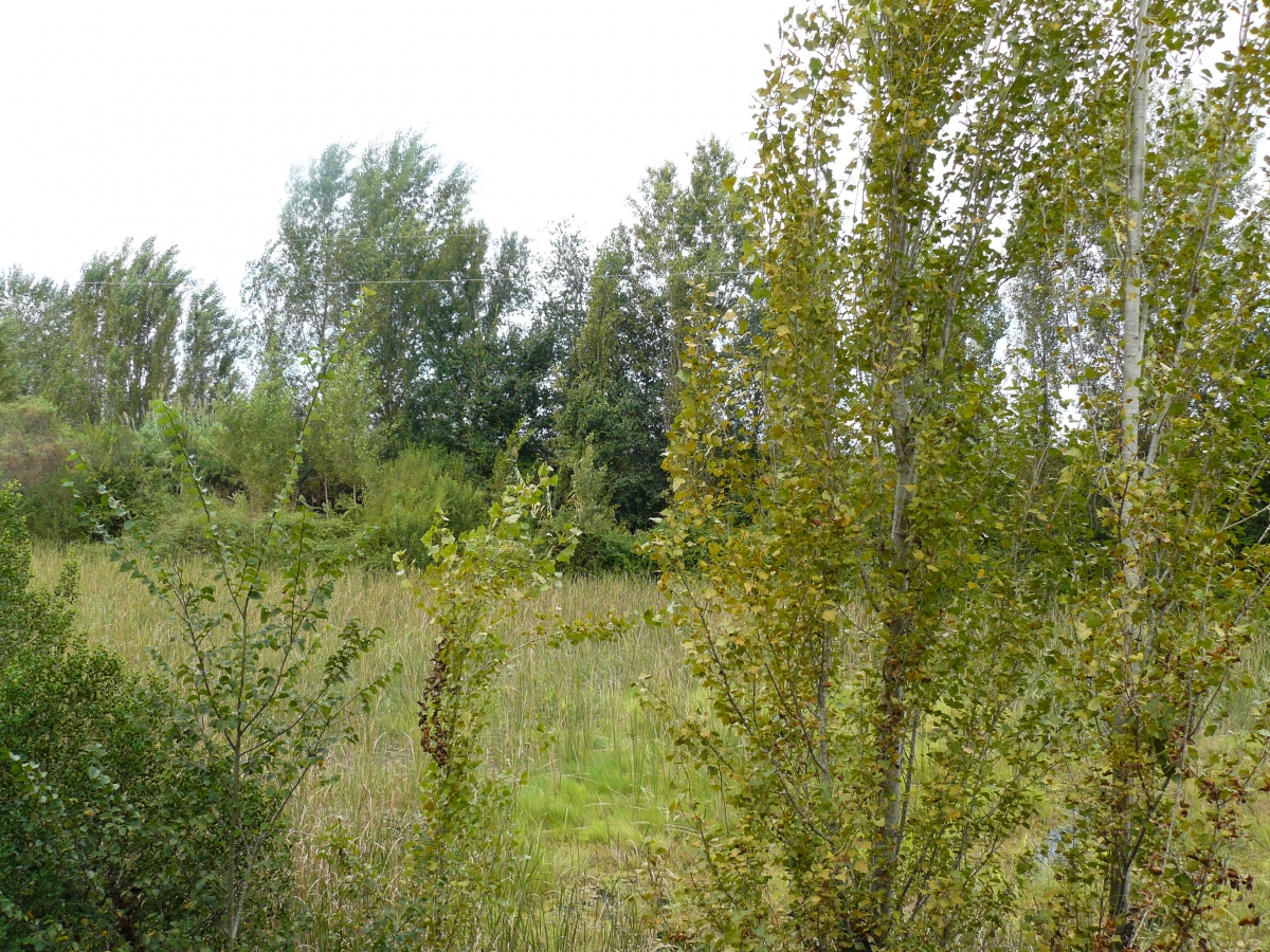 La Ribera Alta presenta dos projectes europeus LIFE per a impulsar la resistència climàtica i la gestió forestal sostenible