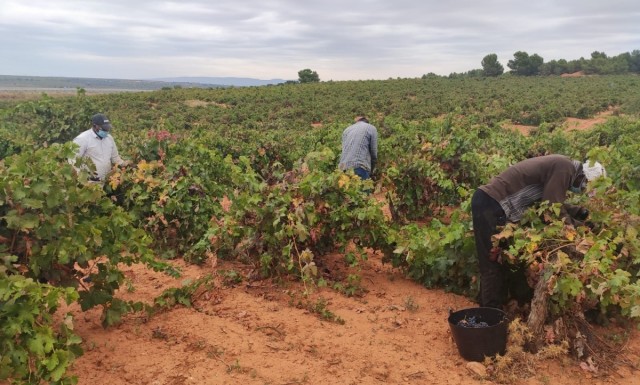 La Comisión Europea aprueba la Denominación de Origen Protegida del vino valenciano Tharsys
