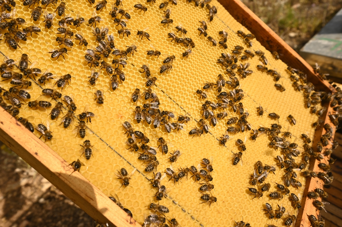  - Fotos:  Alfons Rodríguez 