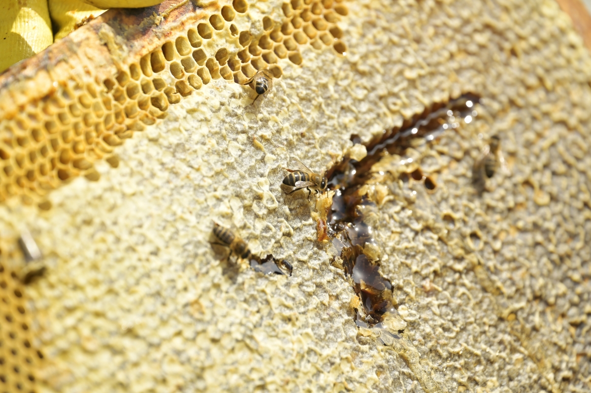  - Fotos:  Alfons Rodríguez 