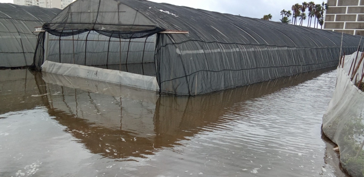 La cooperativa de El Perelló sufre graves pérdidas en sus cultivos tras el temporal