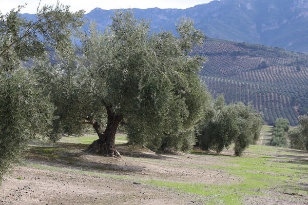 La campaña del aceite de oliva avanza lenta con precios estables o ligeramente al alza