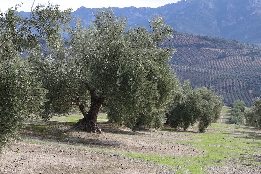 La producción de aceite de oliva bajará un 3 % esta campaña a 1,37 millones de toneladas