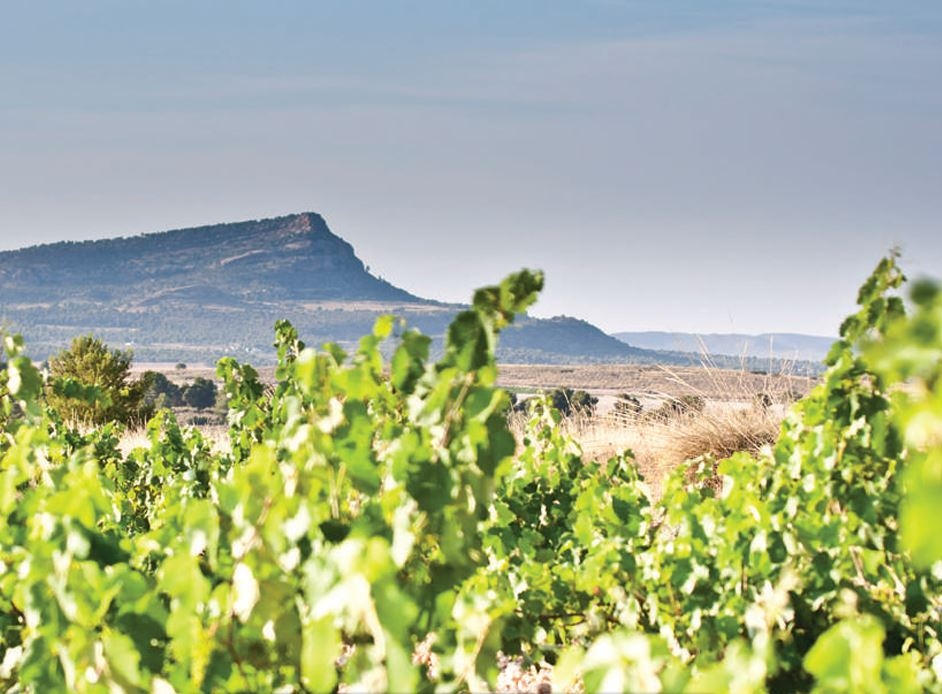 Enoturismo por la Región de Murcia: tres rutas del vino que combinan patrimonio y gastronomía